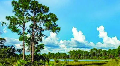 A large lot of land with tall trees and a pond