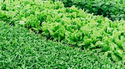 lettuce