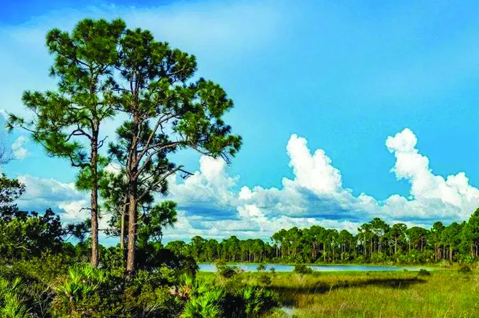 A large lot of land with tall trees and a pond