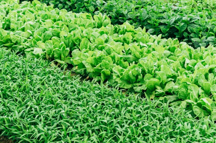 lettuce